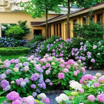 🌈Mix Hydrangea Seeds - Beautiful and Hardy Perennial Seeds for Your Garden
